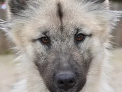 Razze Cani