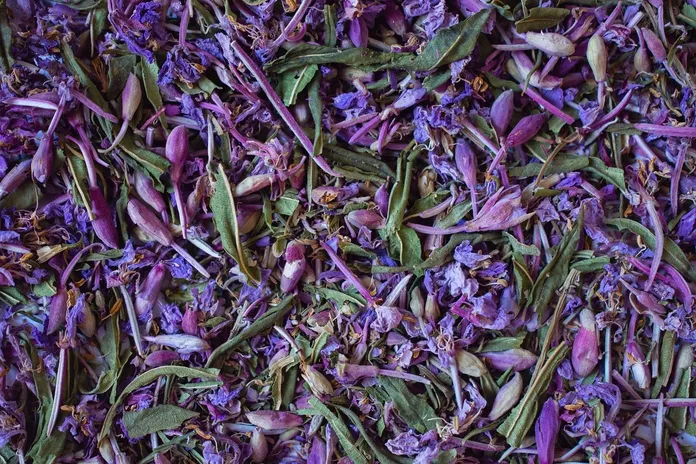 canarino-tisana-fiori-la-lente-web