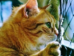 gatto-rete