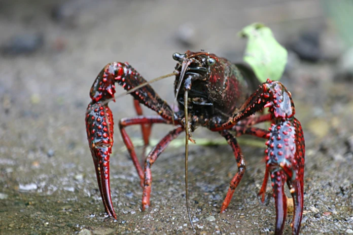 gambero-rosso-della-louisiana-la-lente-web-04